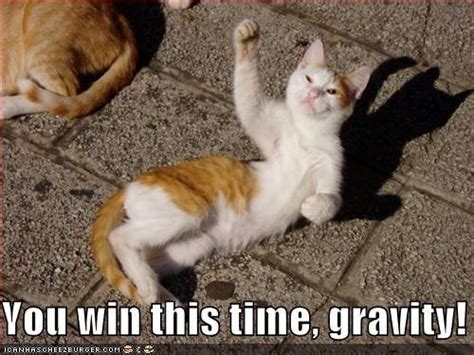 Image 16170 Gravity Cat Know Your Meme