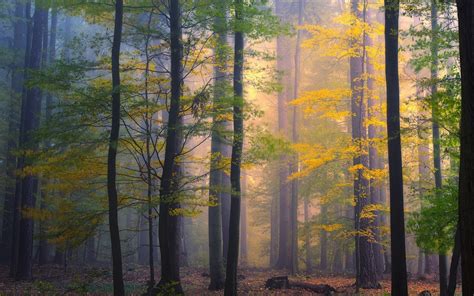1800x865 Fall Sunrise Forest Leaves Shrubs Trees Mist Morning Nature