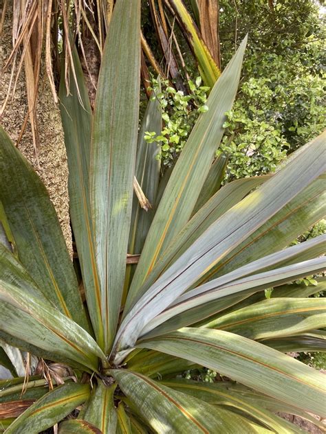 Cordyline Indivisa Blue Dracaena Mountain Cabbage Tree Toi North