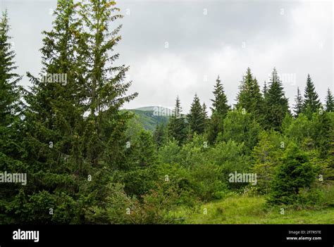 Summer Day In The Mountains Beautiful Mountain Landscape Ukrainian