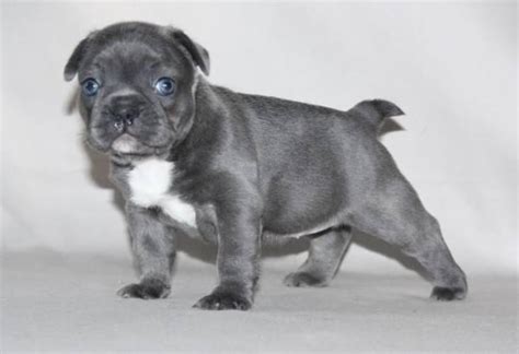 Get a boxer, husky, german shepherd, pug, and more on kijiji, canada's #1 local classifieds. M/F Blue French Bulldog Puppies for sale in Virgin island ...