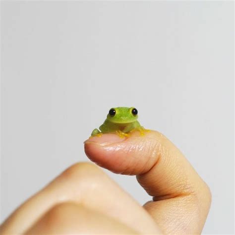 Frogs Discover Log In In 2020 Cute Reptiles Cute Animals Glass Frog