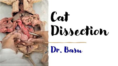 Cat Dissection Dr Basus Easy Anatomy And Physiology Youtube