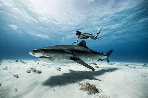 10 Photos That Will Make You Want To Dive Tiger Beach In The Bahamas