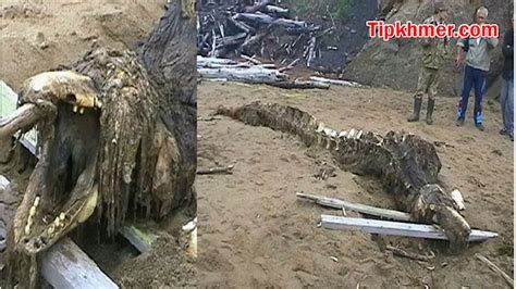 Tipkhmer1 Mystery Sea Monster Washes Ashore In Russia