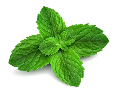 Mint Leaf Png Png Image Collection