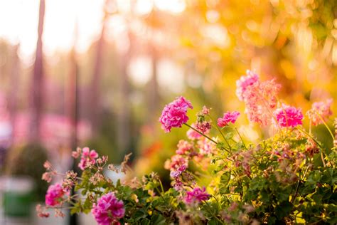 1000 Interesting Garden Photos · Pexels · Free Stock Photos