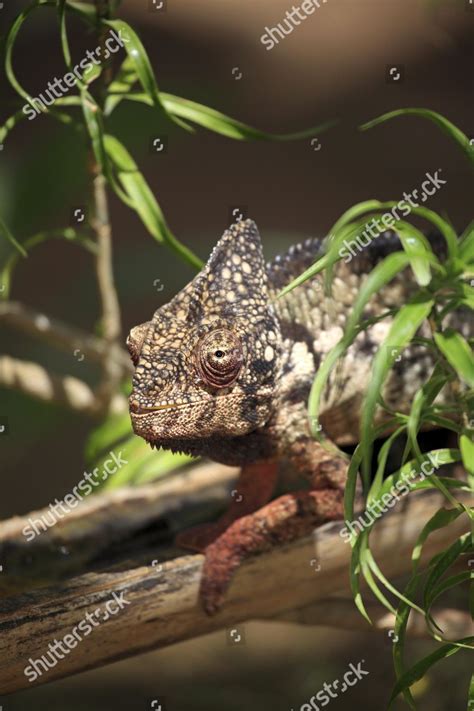 Oustalets Malagasy Giant Chameleon Furcifer Oustaleti Editorial Stock