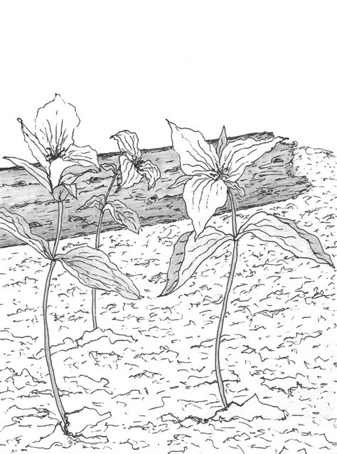 Trillium Drawing At Getdrawings Free Download