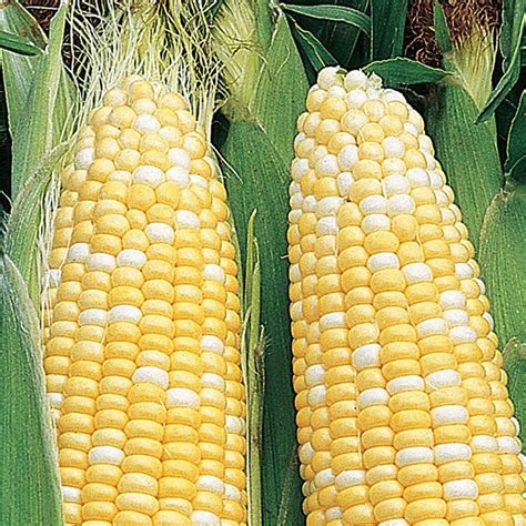 Corn Organic Seeds Heirloom Open Pollinated Non Gmo Grow Etsy Sweden