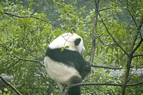 Baby Panda Sitting On A Tree Baby Panda Chongqing Zoo Ch Flickr