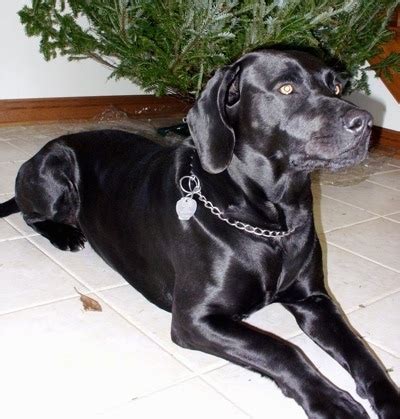 labmaraner dog breed information  pictures
