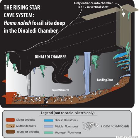 This species survived until between 226,000 and 335,000 y ago, placing it in continental africa at the same time as the early ancestors of. The Burial Theory of Homo Naledi Refuted | Truth Watchers