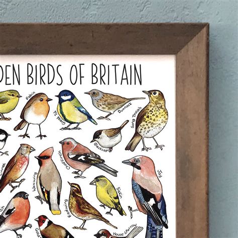 Garden Birds Of Britain Wildlife Watercolour Print By Alexia Claire