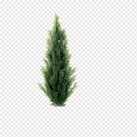 Pine Perspective Pine Trees Thorn Tree Png PNGWing