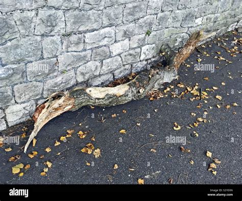 Rotten Branches Hi Res Stock Photography And Images Alamy