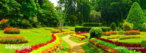 Royal Botanical Garden In Peradeniya Your Digital Travel Partner