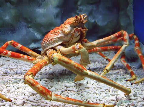 The japanese spider crab has an orange body, but it has white spots on its thin legs. Macrocheira kaempferi - Wikimedia Commons