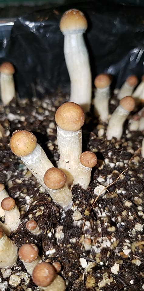 First Time Grower What Do Yall Think R Shroomery