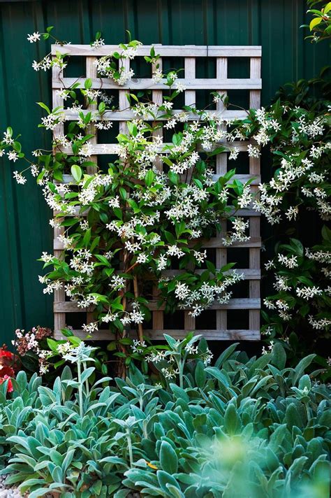 Climbing Plants 8 Fast Growing Creepers And Vines Diy Garden Trellis