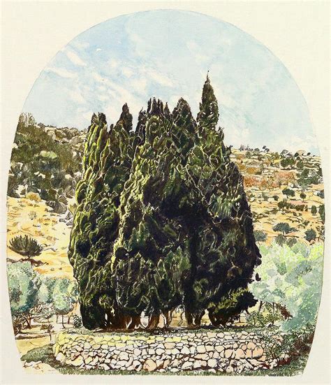 Cypress Trees On Mount Carmel Painting By Sue Podger Pixels