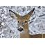 Wisconsin Deer Turkey Mortality Possibly Lower Than Feared  OutdoorHub