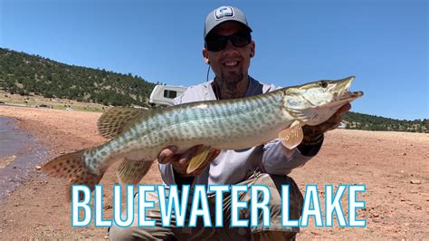Tiger Muskie Fishingbluewater Lake New Mexico Youtube