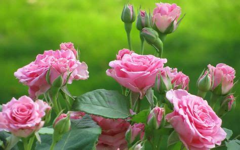Pink Rose Japanese Flowers