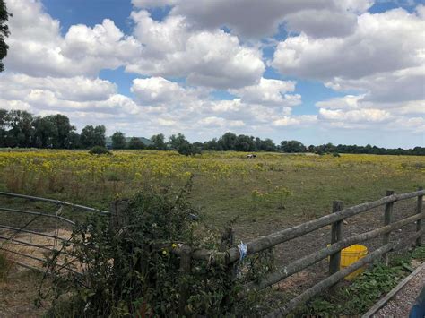 Ashford Horses Seized From Field In Kingsnorth By Police