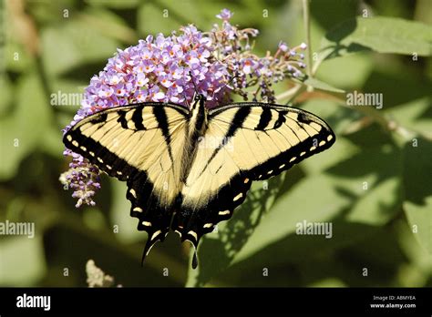 Eastern Tiger Swallowtail Pterourus Glaucus Nectaring On Butterfly Bush