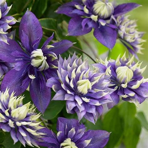 Full planting and care instructions supplied. Buy clematis (group 3) Clematis Taiga (PBR): £17.99 ...