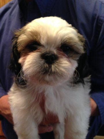 Up to date on vaccinations, dewormer, vet checked and comes with a 1 year. yorkie/Shih Tzu puppies for Sale in Spokane, Washington ...