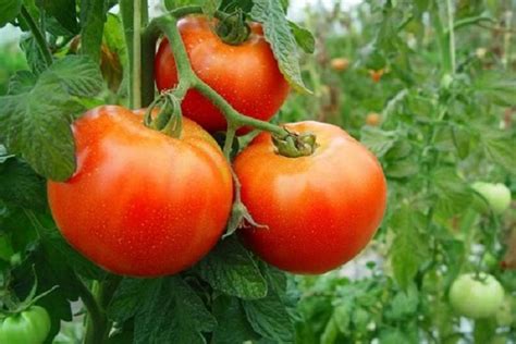 Planta Tomates En Cinco Pasos Y Consigue Los Más Frescos Y Deliciosos