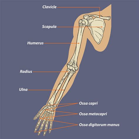 Arm Skeletal Structure