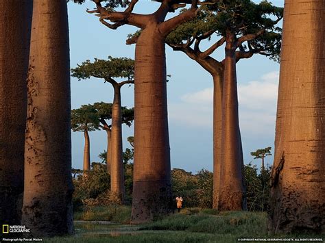Trees Baobab Tree Hd Wallpaper Peakpx