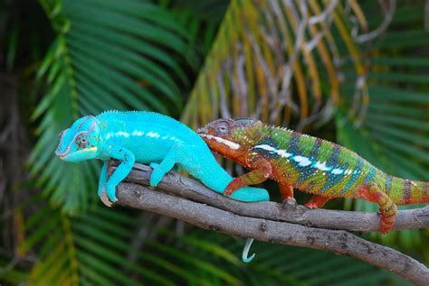Chameleon Colors Bing Images HD Wallpapers Download Free Images Wallpaper [wallpaper896.blogspot.com]