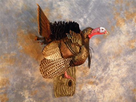 Upper Bay Taxidermy Mobile Gallery Turkey Photos