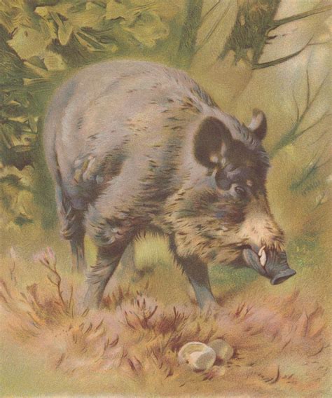 Razorback Wild Boar Wild Pig Hog Antique Wildlife Natural History