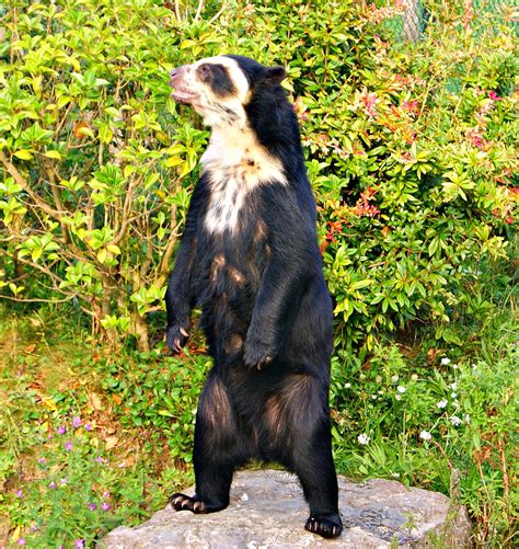 Spectacled Bear Chester Zoo Kev Flickr