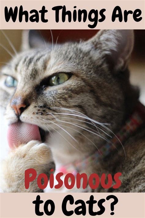 These products, animals and plants have chemicals and toxic enzymes that cats can't fluorine: Truth About Toxins: What Things Are Poisonous to Cats? in ...