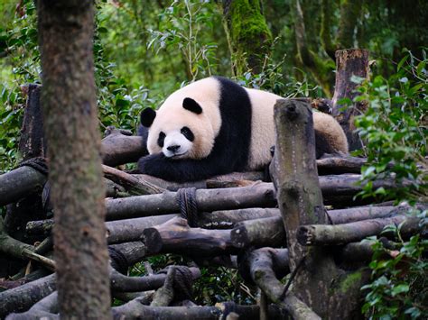 Giant Panda Breeding And Research Base In Xiongmao Valley Sichuan