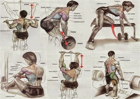 Beginner Bodybuilders Back Exercises For Mass All