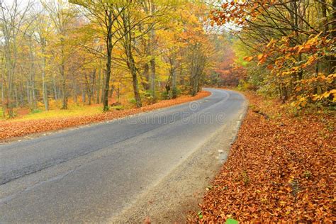 Autumn Forest In The Mountains Road In The Autumn Forest Stock Photo