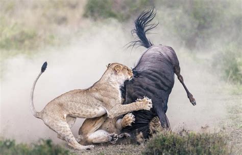 2 Vs 1 Lions Taking Down A Wildebeest Rhardcorenature