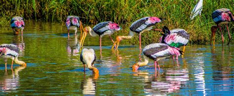 Endemic Bird Tour Sri Lanka 14n15d Tour Karusan Travels