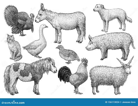 Farm Animal Collection Illustration Drawing Engraving Ink Line Art