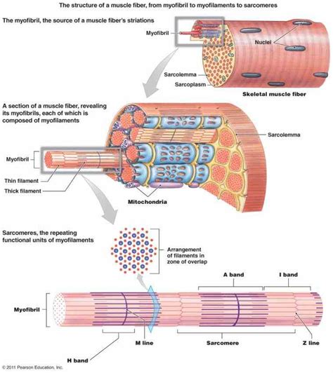 Anatomy Of A Skeletal Muscle Fiber MedicineBTG Com