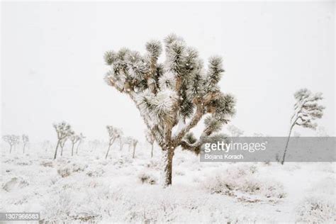 Joshua Tree Snow Photos And Premium High Res Pictures Getty Images