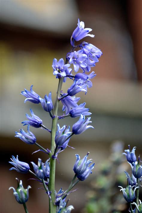 Blue Bell Hyacinth By Michelehansen On Deviantart