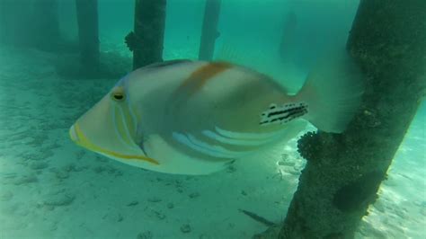 Picasso Triggerfish Attacks Lindsey And Camera In Maldives Youtube